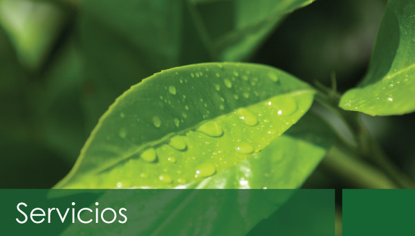 Servicios - Clínica Vegetal