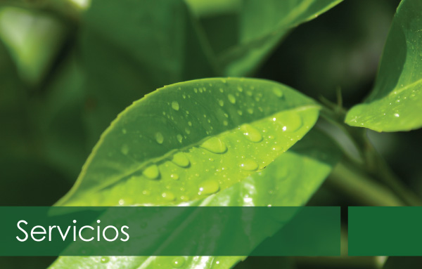 Servicios - Clínica Vegetal